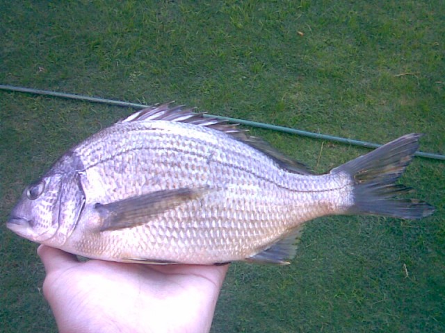 One of the Black Bream I took from the front of my place!
